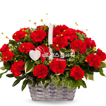 카네이션 15호